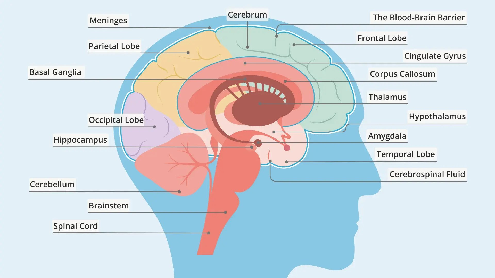eh-brain-anatomy-1920x1080